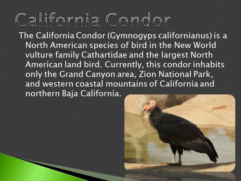 The California Condor (Gymnogyps californianus) is a North American species of bird in the
